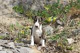 BULL TERRIER 021